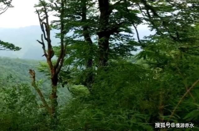 赛马大亨8